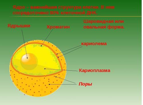 1. Что входит в состав атома? 2. Какой заряд имеет нейтрон? 3. Что входит в состав ядра? 4. Как за