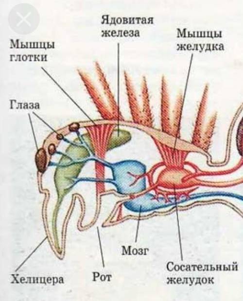 Как построено головогруди паука крестовика​