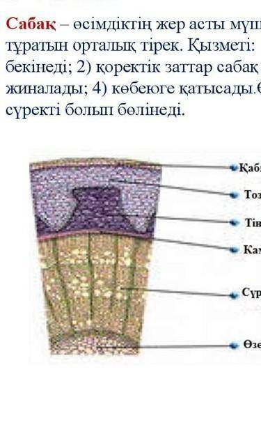 Сабактын ишки курылысы кандай?