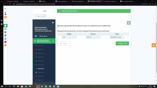 Определи органы дыхания, соответствующие беспозвоночным животным. Жабры Легкие Кожа онлайн мектеп