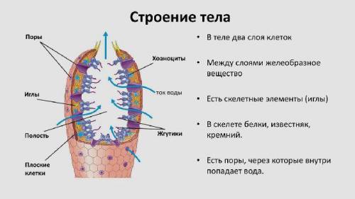 Биология 7 класс Захаров и сонин сегодня до вечера​