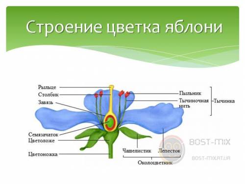 Какое строение имеет цветок яблони зделайте