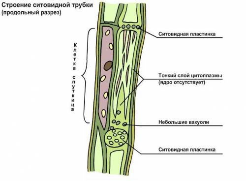 Строение клеток ситовидных трубок