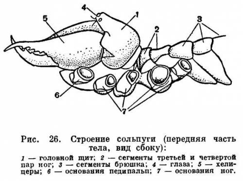 Как построено тело сольпуги! НАДО+ПОДПИШУСЬ​
