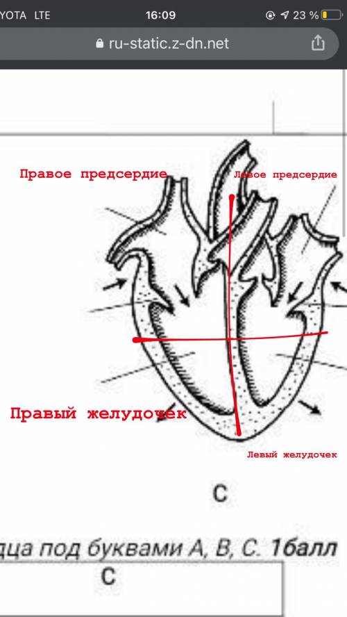 А) Отметьте на рисунке предсердия и желудочки.​