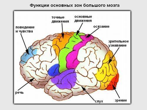 Какой из отделов головного мозга контролирует рефлексы хождения, бега, плавания​