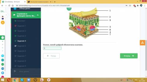 На рисунке показано внутреннее строение листа. Укажи, какой цифрой обозначена ксилема. при нужно​