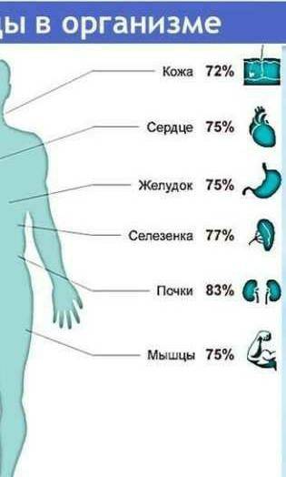 Какой орган больше нуждается в воде​