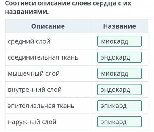 Соотнеси описание слоев сердца с их названиями​