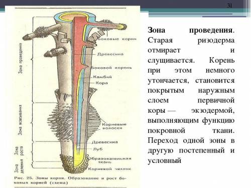 Используя рисунок, назовите зоны название участка корнявыполняемая функция умоляю ​