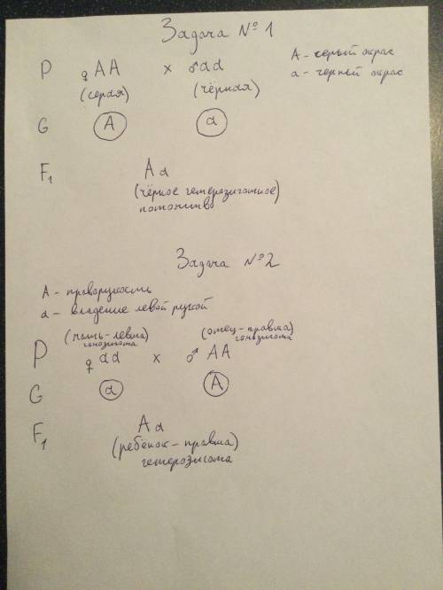 У овец ген серой окраски доминантен по отношению к гену черной окраски. Гомозиготную серую овцу скре