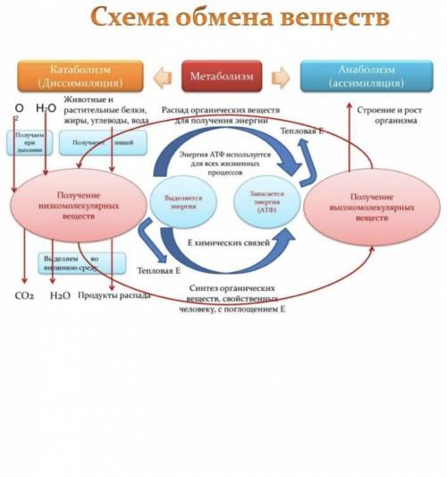 конспект на тему обмен веществ в клетке и его две стороны​