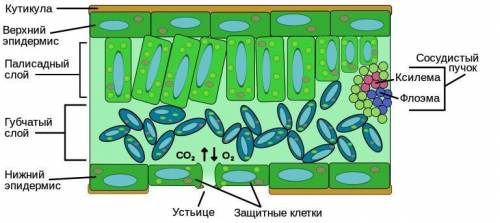 я щя умру нужно вас вот 1.Сделай схему внутреннего строения листа и подпишите названия частей на рус