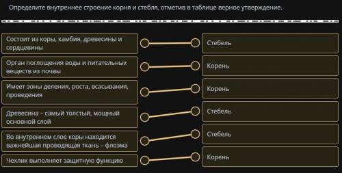 Определите внутреннее  строение корня и стебля, отметив в таблице верное утверждение. №Внутреннее ст