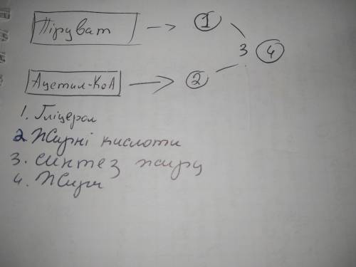 3. Розгляньте малюнок 2. Складіть схему синтезу жиру, враховуючи, що поперед- ником гліцеролу може б