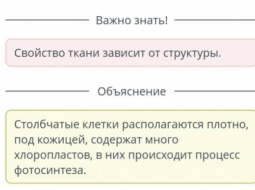 Определи, особенности столбчатой тканилиста из предложенных вариантов: 4 вариантта ответа ​