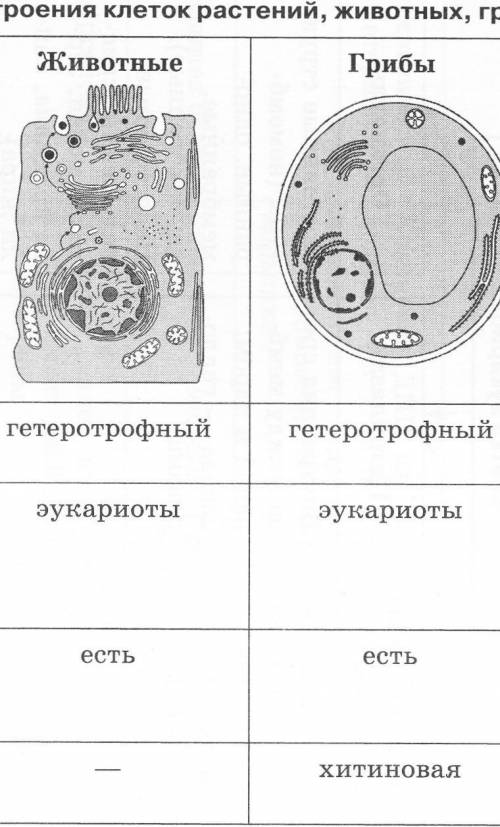 Все органеллы клеток: растений, животных, грибов и бактерий С ФУНКЦИЯМИ. Заранее