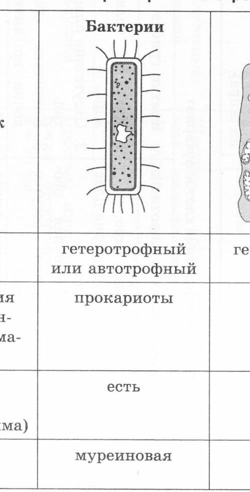 Все органеллы клеток: растений, животных, грибов и бактерий С ФУНКЦИЯМИ. Заранее