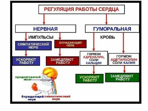 Какая железа регулирует работу сердца?​