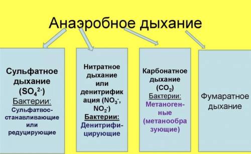 Приведите 3 примера аэробного дыхания и 3 анаэробного дыхания