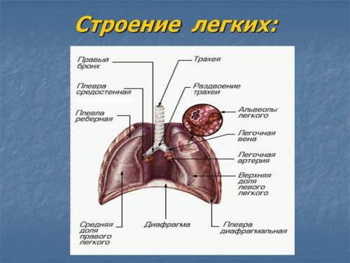 Какие строение имеют лёгие человека​