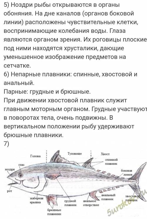 Лабораторная работа по биологии 7 класс внешнее строение и передвижение рыб рассмотреть надо одну ры