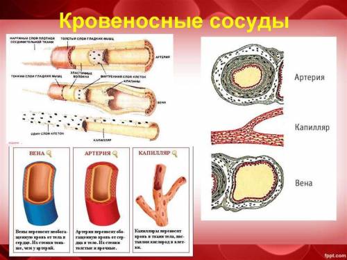 На рисунке изображены три вида кровеносных сосудов. Артериальный сосуд Капилляры Венозный сосуд Объя