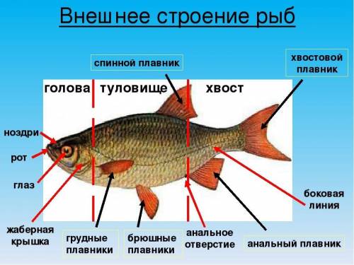 На голове у рыбы расположеныЛБ внешнее строение рыбы​