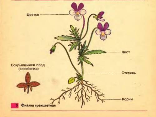 ВИДЫ ПОЧЕК ИЗ НИХ РАЗВИВАЮСЯ ЛИСТЬЯ... ИХ НИХ РАЗВИВАЮТСЯ ЛИСТЬЯ ЦВЕТКИ ИЛИ СОЦВЕТИЯ6 КЛАСС