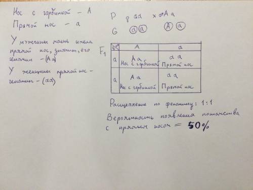 У человека нос с горбинкой (А) — доминантный признак, а прямой нос — рецессивный. Мужчина, имеющий н