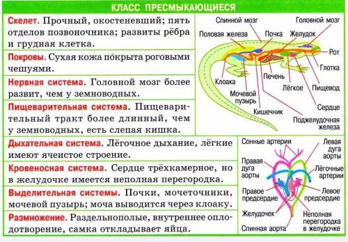 Составить схему класс пресмыкающихся