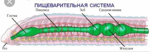 7. На рисунке 7.1 показана пищеварительная система дождевого червя. рисунок 7.1 а) Назовите части пи