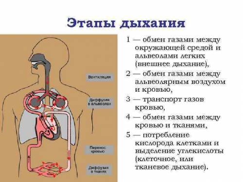 Этапы газообмена при дыхании​