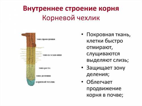 БИОЛОГИЯ! Задания1. Рассмотрите изображение. Назовите зоны корня.от 1-5 2. Заполните таблицу:Зона ко