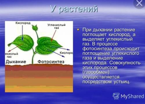 Каким образом растения запасают кислород?