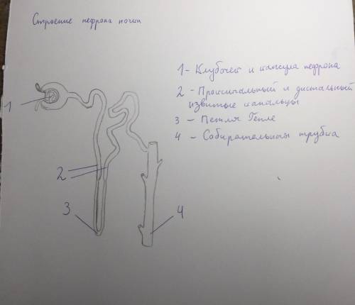 Определите отделы нефрона​