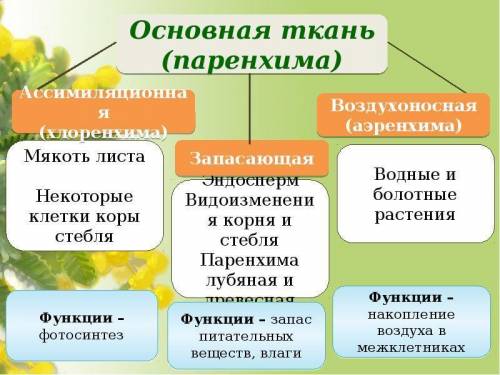 Каковы функции основных тканей? синтезируют и запасают различные вещества придают прочность растения