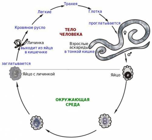Опишите стадии жизненного цикла у аскариды по схеме: яйцо-...(укажите все стадии).