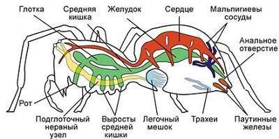 1. Выбери на рисунке цифру, которой обозначен(-а, -о, -ы) выделительная система, и запиши её: 2. Ка