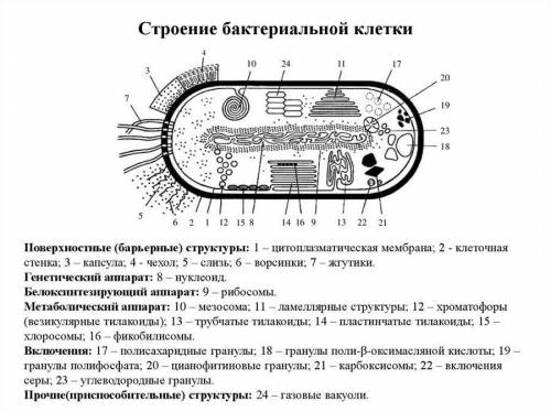 Есть ли вакуоли у бактерий?