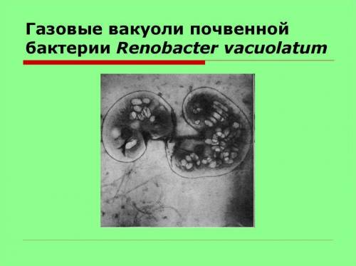 Есть ли вакуоли у бактерий?