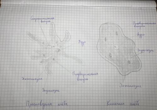 ответьте на вопрос про амёб(не писать ерунду?​