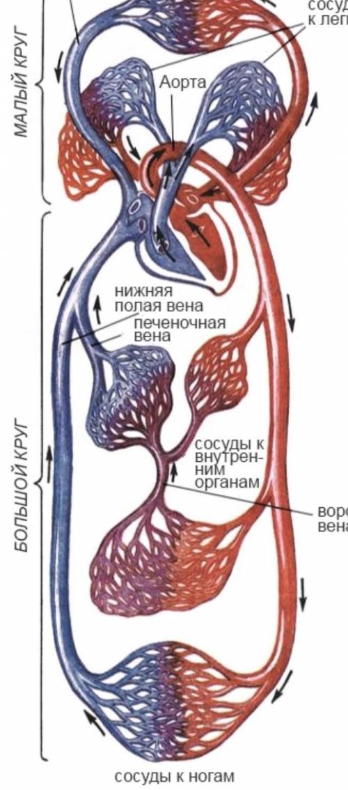 Определите состав крови под буквой А ​