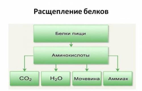 Как образуются Белки жиры и другие вещества​