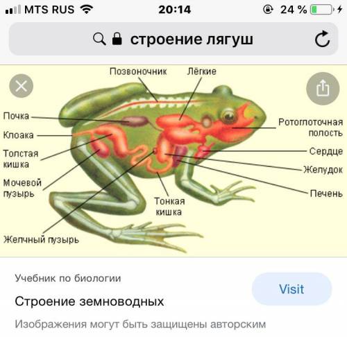 Биология строение лягушки