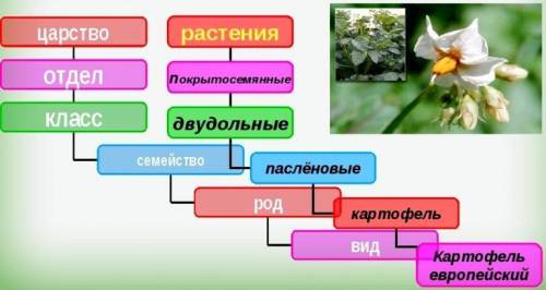 Сделайте конспект про тему: Царство растений ЗАРАНЕЕ