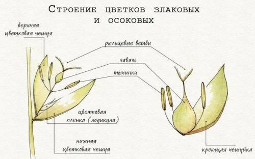 Каково строение цветка зла-ков?​