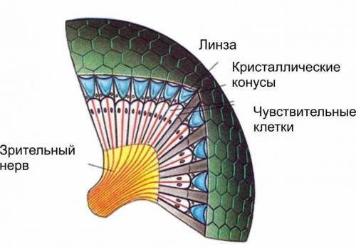 Как построена тела прямо глаза стрекоз​