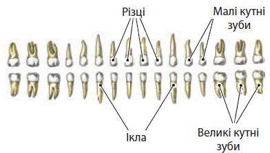 Як розрізняють зуби за формою і функціями​