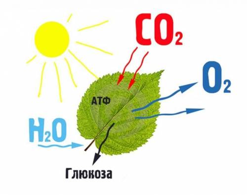 Наведіть означення поняття фотосинтез